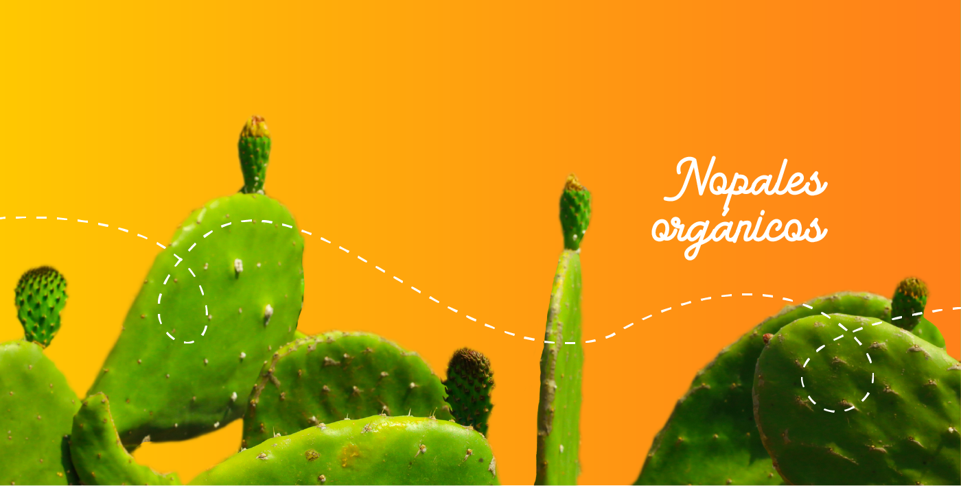 PÁGINA-WEB-KATARA-13